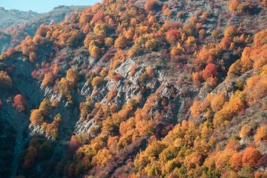 Renkli sonbahar ormanıyla muhteşem bir manzara. Sonbahar mevsiminde güzel ağaçlar. Azerbaycan Doğası