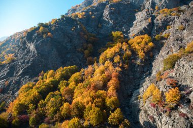 Renkli sonbahar ormanıyla muhteşem bir manzara. Sonbahar mevsiminde güzel ağaçlar. Azerbaycan Doğası