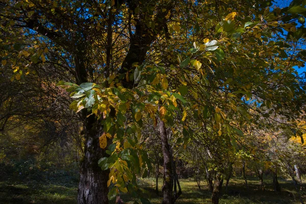 Úžasný Výhled Barevným Podzimním Lesem Krásné Stromy Podzimním Období Ázerbájdžánská — Stock fotografie