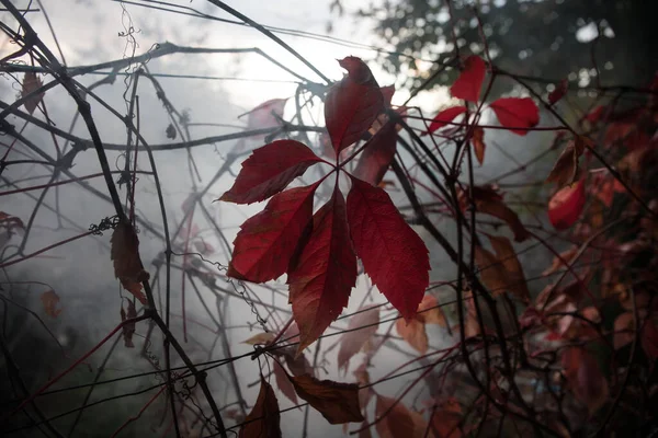 Rot Und Orange Herbstblätter Hintergrund Draußen Aserbaidschan Kaukasus — Stockfoto