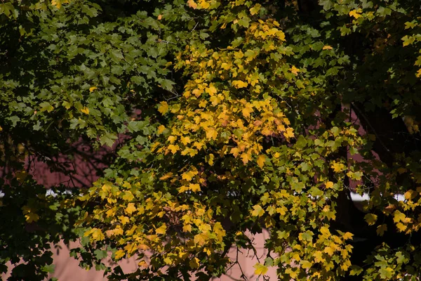 Increíble Vista Con Colorido Bosque Otoño Hermosos Árboles Temporada Otoño — Foto de Stock