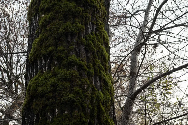 Albero Con Muschio Radici Una Foresta Verde Muschio Tronco Albero — Foto Stock