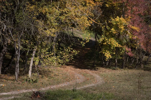 Удивительный Вид Цветным Осенним Лесом Красивые Деревья Осенний Сезон Азербайджанская — стоковое фото