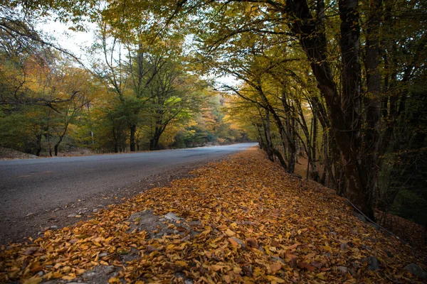 Удивительный Вид Цветным Осенним Лесом Асфальтированной Горной Дорогой Закате Осенью — стоковое фото