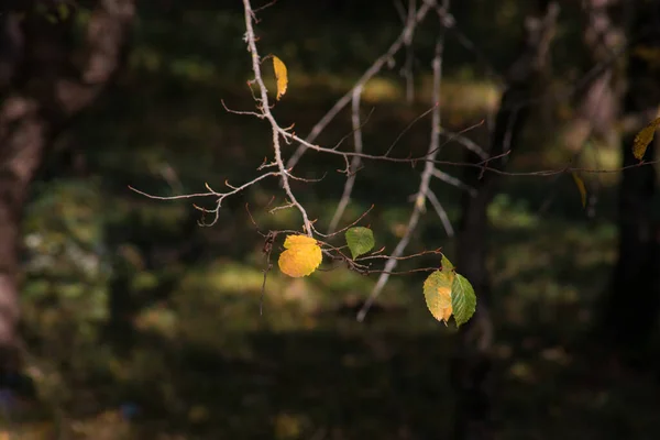 Amazing View Colorful Autumn Forest Желтый Лист Закрывается Красивые Деревья — стоковое фото