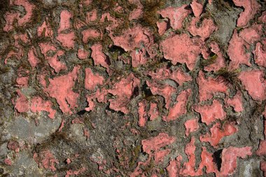 Yaşlanmış beton duvar dokusu. Çatlak, çizik, yosun ve lekeli eski desenli beton duvarlı arka plan deseni. Yakın çekim.