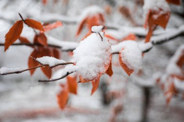 Dağlardaki kış ağaçları taze karla kaplıdır. Sarı ve kırmızı sonbahar yaprakları karla kaplı. Kafkasya 'daki dağ yolunda. Azerbaycan