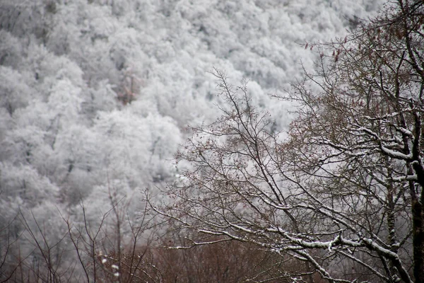 新鮮な雪で覆われた山の中で冬の木 雪に覆われた黄色と赤の秋の葉 コーカサスの山岳道路 アゼルバイジャン — ストック写真