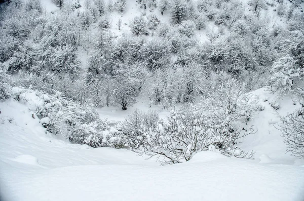 Зимние Деревья Горах Покрыты Свежим Снегом Красивый Пейзаж Ветвями Деревьев — стоковое фото