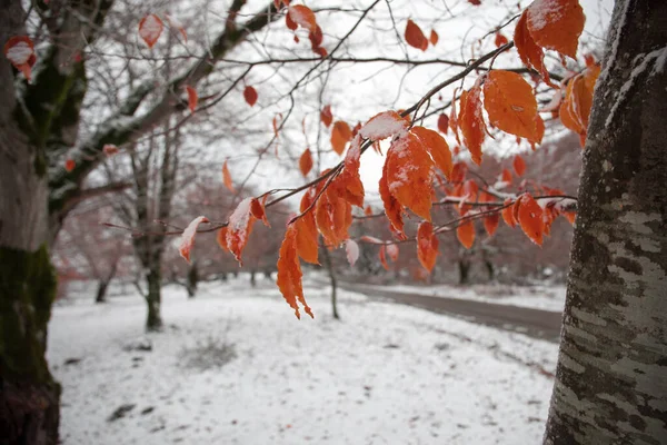 Зимові Дерева Горах Покриті Свіжим Снігом Жовте Червоне Осіннє Листя — стокове фото