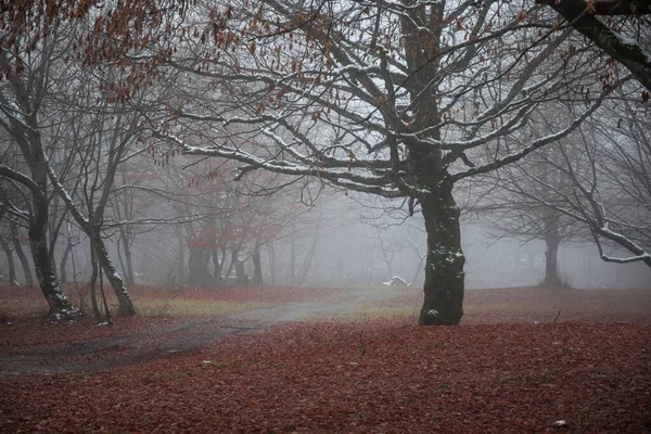Paysage Avec Beau Brouillard Forêt Sur Colline Sentier Travers Une — Photo