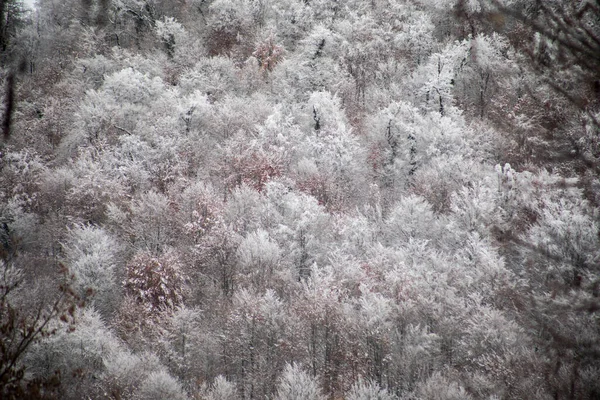 Vinterträd Berg Täckta Med Nysnö Vackert Landskap Med Grenar Träd — Stockfoto