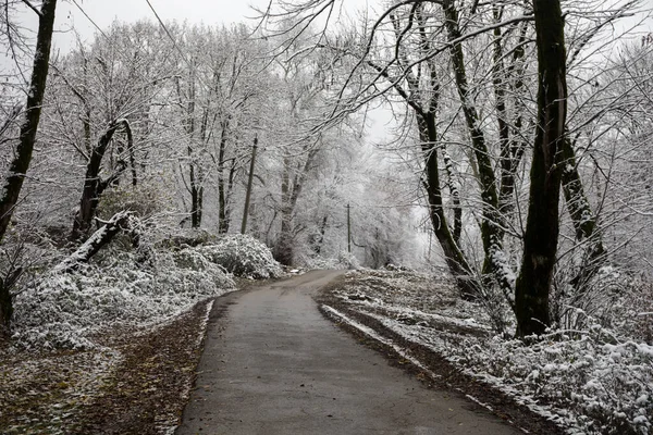 Arbres Hiver Dans Les Montagnes Couvertes Neige Fraîche Beau Paysage — Photo