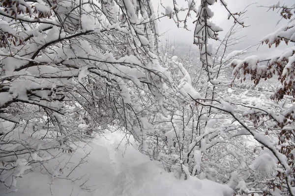 高山上的冬树 覆盖着新鲜的雪 美丽的风景 树枝被雪覆盖 高加索的山路 阿塞拜疆 — 图库照片