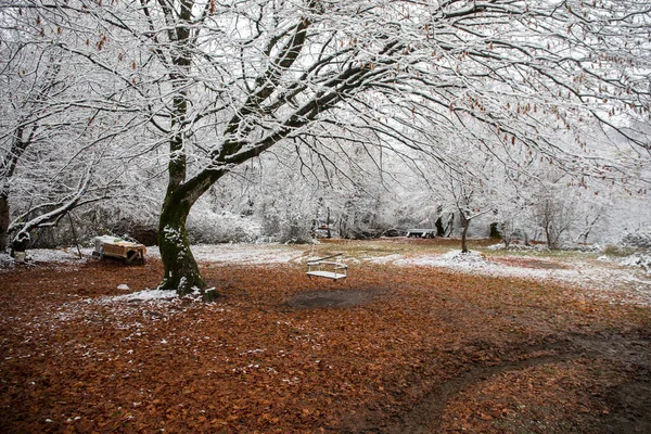 Escena Solo Columpio Colgando Rama Del Árbol Bosque Nevado Invierno —  Fotos de Stock