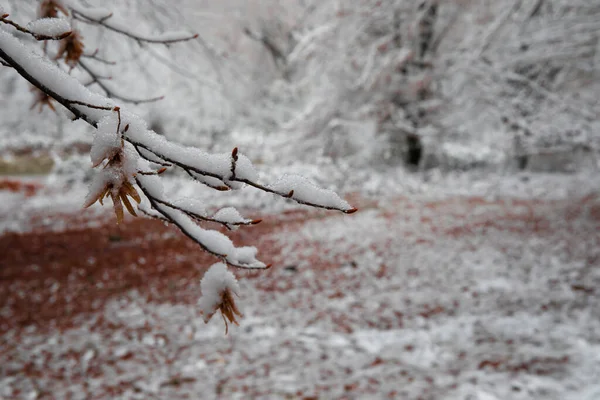高山上的冬树 覆盖着新鲜的雪 黄色和红色的秋天树叶被雪覆盖着 高加索的山路 阿塞拜疆 — 图库照片