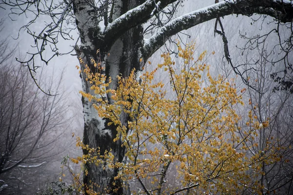 Pohon Pohon Musim Dingin Pegunungan Tertutup Dengan Salju Segar Daun — Stok Foto