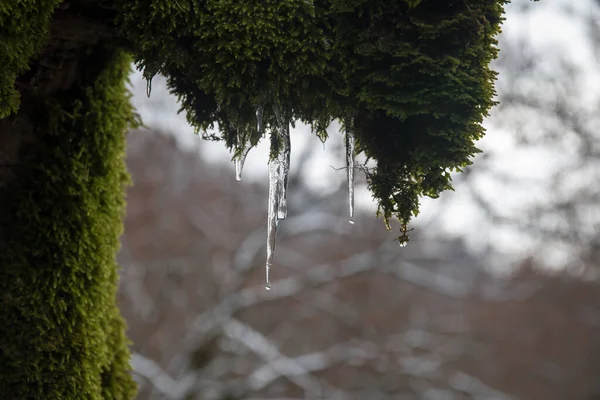 在苔藓树树干上的冰柱 从树上的苔藓形成的冰柱 阿塞拜疆的性质 — 图库照片