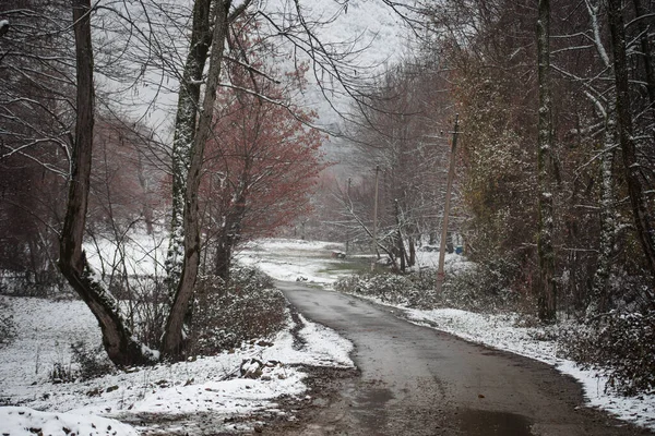 Arbres Hiver Dans Les Montagnes Couvertes Neige Fraîche Beau Paysage — Photo