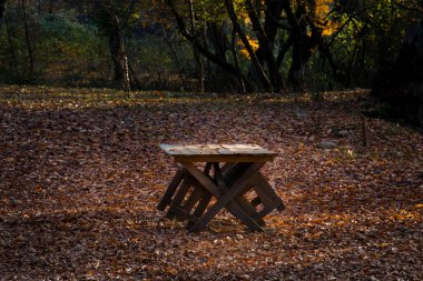 Ormanda yaprakları dökülen eski ahşap masa üstü, sonbahar arka planı. Sonbahar konsepti.