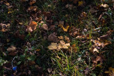 Ormanda yere altın gibi titreşimli yapraklar dökülüyor. Renkli altın yapraklı bir orman. Doğa.