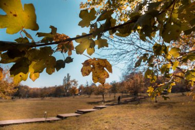 Renkli sonbahar ormanıyla muhteşem bir manzara. Sonbahar mevsiminde güzel ağaçlar. Azerbaycan Doğası