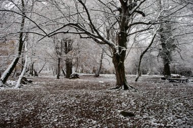 Kış karlı ormanlarda ağaçtan sarkan tek bir salıncak sahnesi. Azerbaycan doğası
