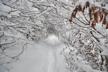 Dağlardaki kış ağaçları taze karla kaplıdır. Sarı ve kırmızı sonbahar yaprakları karla kaplı. Kafkasya 'daki dağ yolunda. Azerbaycan