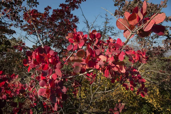 Kırmızı Turuncu Sonbahar Yaprakları Arkaplanı Açık Havada Azerbaycan Kafkaslar — Stok fotoğraf