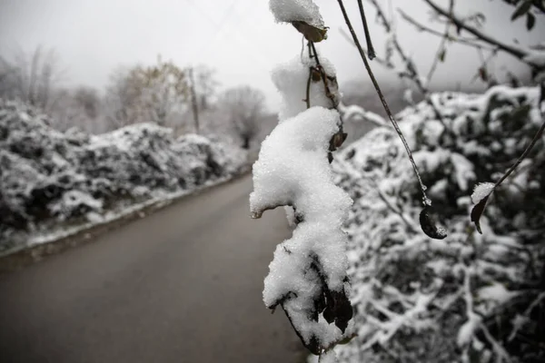 Зимові Дерева Горах Покриті Свіжим Снігом Чудовий Туманний Краєвид Гілками — стокове фото