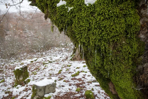 Icicles Mossy Tree Trunk Icicles Forming Moss Tree Azerbaijan Nature — Stock Photo, Image