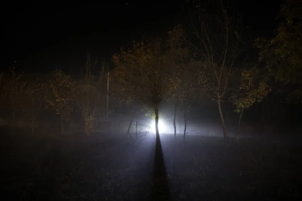 Donkere Nacht Het Bos Mist Een Surrealistische Nachtelijke Bosscène Horror — Stockfoto