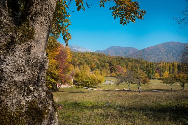 Niesamowity Widok Kolorowym Lasem Jesiennym Piękne Drzewa Jesienią Azerbejdżan Natura — Zdjęcie stockowe