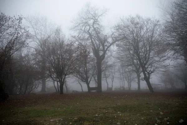 Paysage Avec Beau Brouillard Forêt Sur Colline Sentier Travers Une — Photo