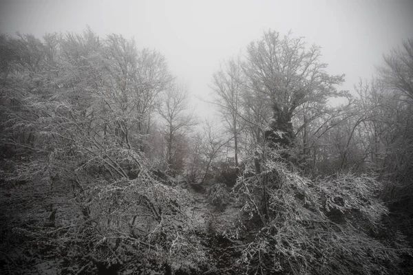 新鮮な雪で覆われた山の中で冬の木 雪に覆われた木々の枝と美しい霧の風景 コーカサスの山岳道路 アゼルバイジャン — ストック写真