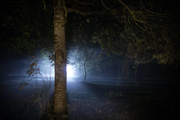 Темна Ніч Лісі Під Час Туману Сюрреалістична Сцена Нічного Лісу — стокове фото