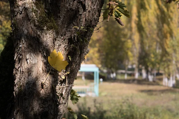 Vista Incrível Com Floresta Outono Colorido Belas Árvores Época Outono — Fotografia de Stock