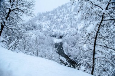 Dağlardaki kış ağaçları taze karla kaplıdır. Ağaç dallarının karla kaplı olduğu güzel bir manzara. Kafkasya 'daki dağ yolunda. Azerbaycan