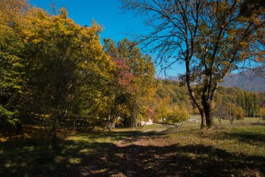 Renkli sonbahar ormanıyla muhteşem bir manzara. Sonbahar mevsiminde güzel ağaçlar. Azerbaycan Doğası