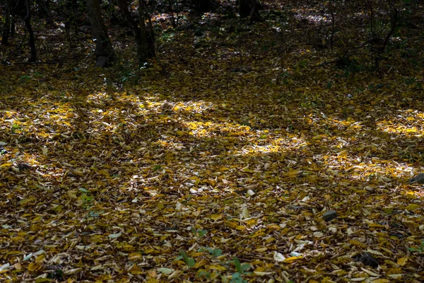 金光闪闪的秋天树叶落在森林的地面上 森林里有五彩缤纷的金黄色叶子 野外自然 — 图库照片