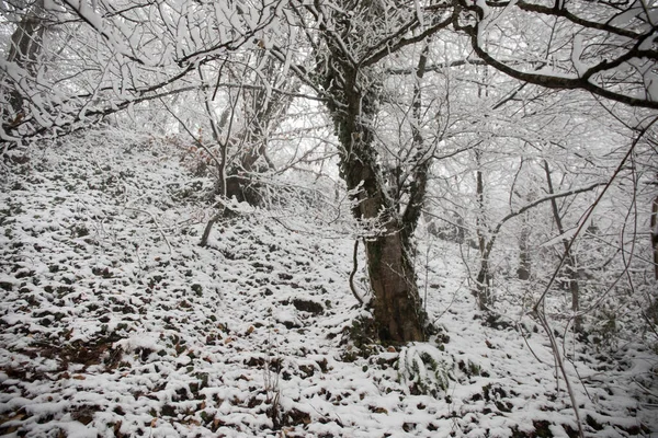 Árboles Invierno Montañas Cubiertas Nieve Fresca Hermoso Paisaje Con Ramas —  Fotos de Stock