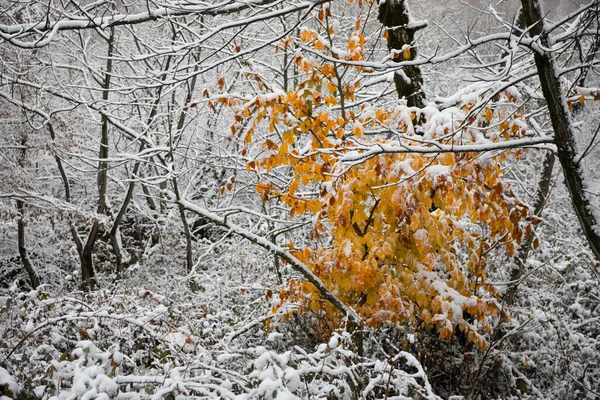 Árboles Invierno Montañas Cubiertas Nieve Fresca Hojas Amarillas Rojas Otoño —  Fotos de Stock