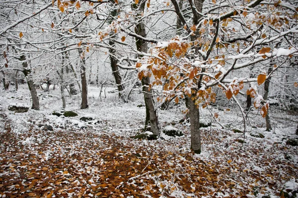Árboles Invierno Montañas Cubiertas Nieve Fresca Hojas Amarillas Rojas Otoño —  Fotos de Stock