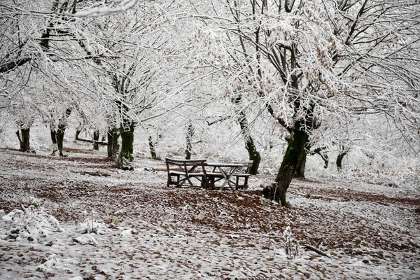 Gammal Träskiva Täckt Med Snö Vinterskogen Snöig Bakgrund Vinternatur Koncept — Stockfoto