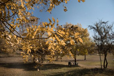 Renkli sonbahar ormanıyla muhteşem bir manzara. Sonbahar mevsiminde güzel ağaçlar. Azerbaycan Doğası
