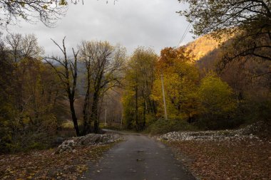 Günbatımında asfalt dağ yolu olan renkli sonbahar ormanıyla muhteşem bir manzara. Sonbaharda akşamları boş yollar, ağaçlar ve güneş ışığı olan güzel bir manzara. Seyahat geçmişi. Doğa
