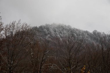Tepedeki ormanda güzel sisli bir manzara ya da yerde sonbahar yaprakları olan gizemli bir kış ormanı boyunca patika. Kış ormanlarından geçen bir yol. Büyüleyici bir atmosfer. Azerbaycan doğası