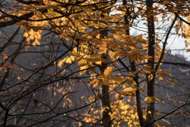 Günbatımında asfalt dağ yolu olan renkli sonbahar ormanıyla muhteşem bir manzara. Sonbaharda akşamları boş yollar, ağaçlar ve güneş ışığı olan güzel bir manzara. Seyahat geçmişi. Doğa