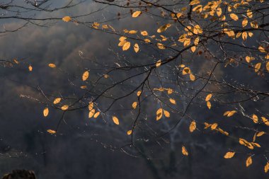 Günbatımında asfalt dağ yolu olan renkli sonbahar ormanıyla muhteşem bir manzara. Sonbaharda akşamları boş yollar, ağaçlar ve güneş ışığı olan güzel bir manzara. Seyahat geçmişi. Doğa