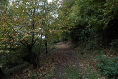 Renkli sonbahar ormanıyla muhteşem bir manzara. Sonbahar mevsiminde güzel ağaçlar. Azerbaycan Doğası